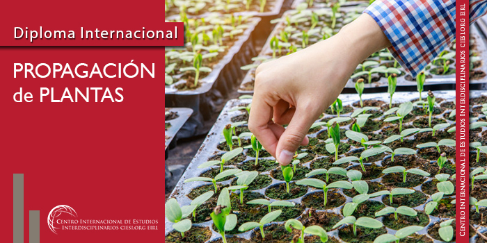 Propagacion de plantas Propagacion de plantas